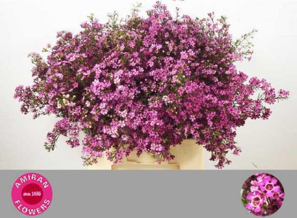 Vollsortiment - Wachskraut, rosa - 5 Stiele